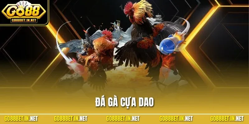 Đá gà cựa dao