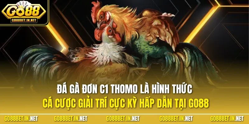 Đá gà đơn C1 Thomo là hình thức cá cược giải trí cực kỳ hấp dẫn tại GO88