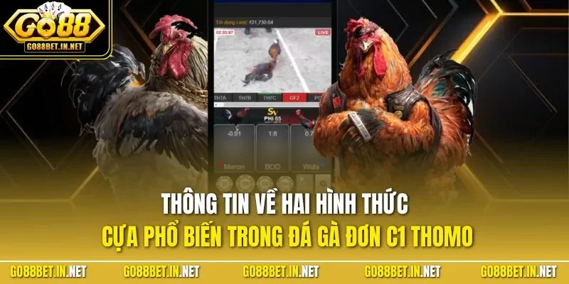 Thông tin về hai hình thức cựa phổ biến trong đá gà đơn C1 Thomo
